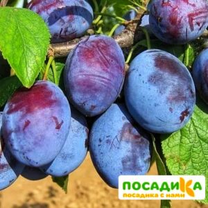 Слива Чачакская ранняя купить по цене от 229.00р. в интернет-магазине «Посадика» с доставкой почтой в в Железногорске и по всей России – [изображение №1].