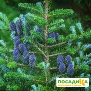 Пихта корейская (Abies koreana) купить по цене от 450.00р. в интернет-магазине «Посадика» с доставкой почтой в в Железногорске и по всей России – [изображение №1].