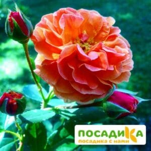 Роза Арабия купить по цене от 350.00р. в интернет-магазине «Посадика» с доставкой почтой в в Железногорске и по всей России – [изображение №1].