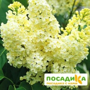 Сирень Примроуз (Primrose) купить по цене от 529.00р. в интернет-магазине «Посадика» с доставкой почтой в в Железногорске и по всей России – [изображение №1].