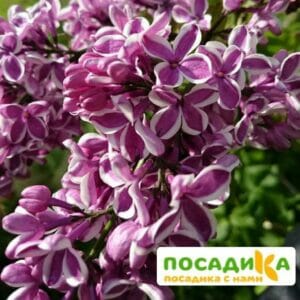 Сирень Сенсация купить по цене от 529.00р. в интернет-магазине «Посадика» с доставкой почтой в в Железногорске и по всей России – [изображение №1].