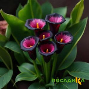 Калла Аура Лейс купить по цене от 400р. в интернет-магазине «Посадика» с доставкой почтой в в Железногорске и по всей России – [изображение №1].