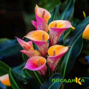 Калла Оникс купить по цене от 450р. в интернет-магазине «Посадика» с доставкой почтой в в Железногорске и по всей России – [изображение №1].