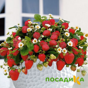 Клубника Рубиновый Шепот (горшечная) купить по цене от 240р. в интернет-магазине «Посадика» с доставкой почтой в в Железногорске и по всей России – [изображение №1].