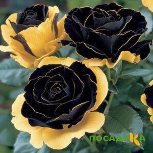 Роза Ханни Сикл купить по цене от 700р. в интернет-магазине «Посадика» с доставкой почтой в в Железногорске и по всей России – [изображение №1].