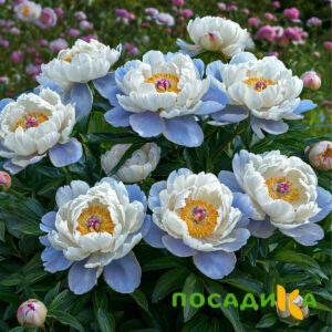 Пион акварельный Этюд купить по цене от 806р. в интернет-магазине «Посадика» с доставкой почтой в в Железногорске и по всей России – [изображение №1].