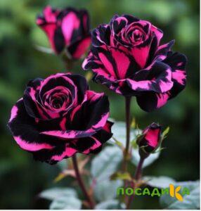 Роза Багровый Шепот купить по цене от 366р. в интернет-магазине «Посадика» с доставкой почтой в в Железногорске и по всей России – [изображение №1].