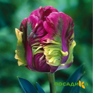 Тюльпан Экзотик Хэвен купить по цене от 186р. в интернет-магазине «Посадика» с доставкой почтой в в Железногорске и по всей России – [изображение №1].