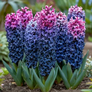 Гиацинт Блю Спринг купить по цене от 2099р. в интернет-магазине «Посадика» с доставкой почтой в в Железногорске и по всей России – [изображение №1].