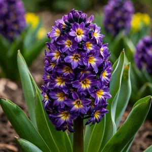 Гиацинт Вельвет Колор купить по цене от 2099р. в интернет-магазине «Посадика» с доставкой почтой в в Железногорске и по всей России – [изображение №1].