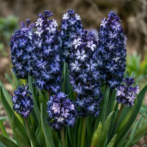 Гиацинт Блум Клауд купить по цене от 2099р. в интернет-магазине «Посадика» с доставкой почтой в в Железногорске и по всей России – [изображение №1].