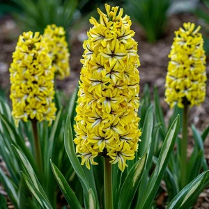 Гиацинт Сансет Голд купить по цене от 2099р. в интернет-магазине «Посадика» с доставкой почтой в в Железногорске и по всей России – [изображение №1].