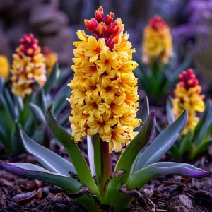 Гиацинт Миднайт Мистери купить по цене от 2099р. в интернет-магазине «Посадика» с доставкой почтой в в Железногорске и по всей России – [изображение №1].